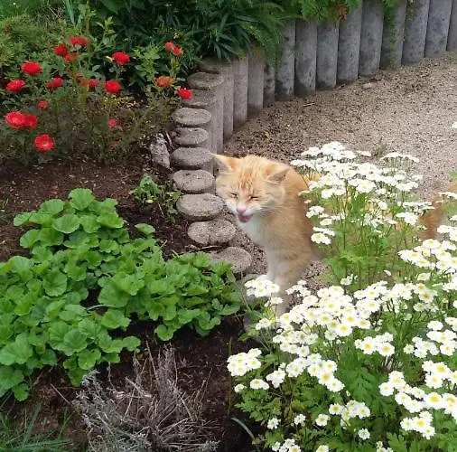 Elke Дом отдыха Альтенберг